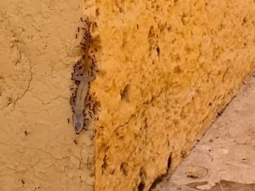 Hormigas transportando un lagarto