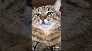 El gato tiktoker que mejor representa lo de 'salir de fiesta'