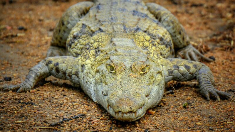 La extraña persecución de un mero gigante a un cocodrilo en Australia