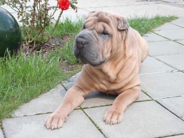 Shar pei chino [archivo]