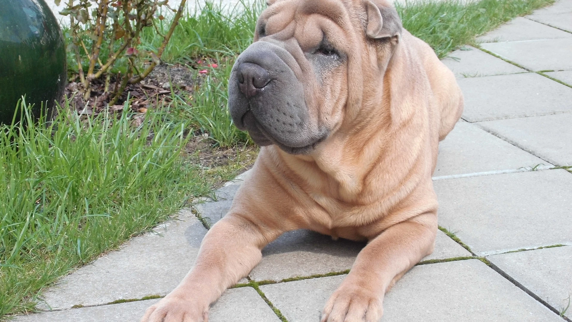 Shar pei chino [archivo]
