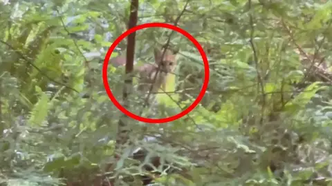 Encuentro con un puma Encuentro con un puma