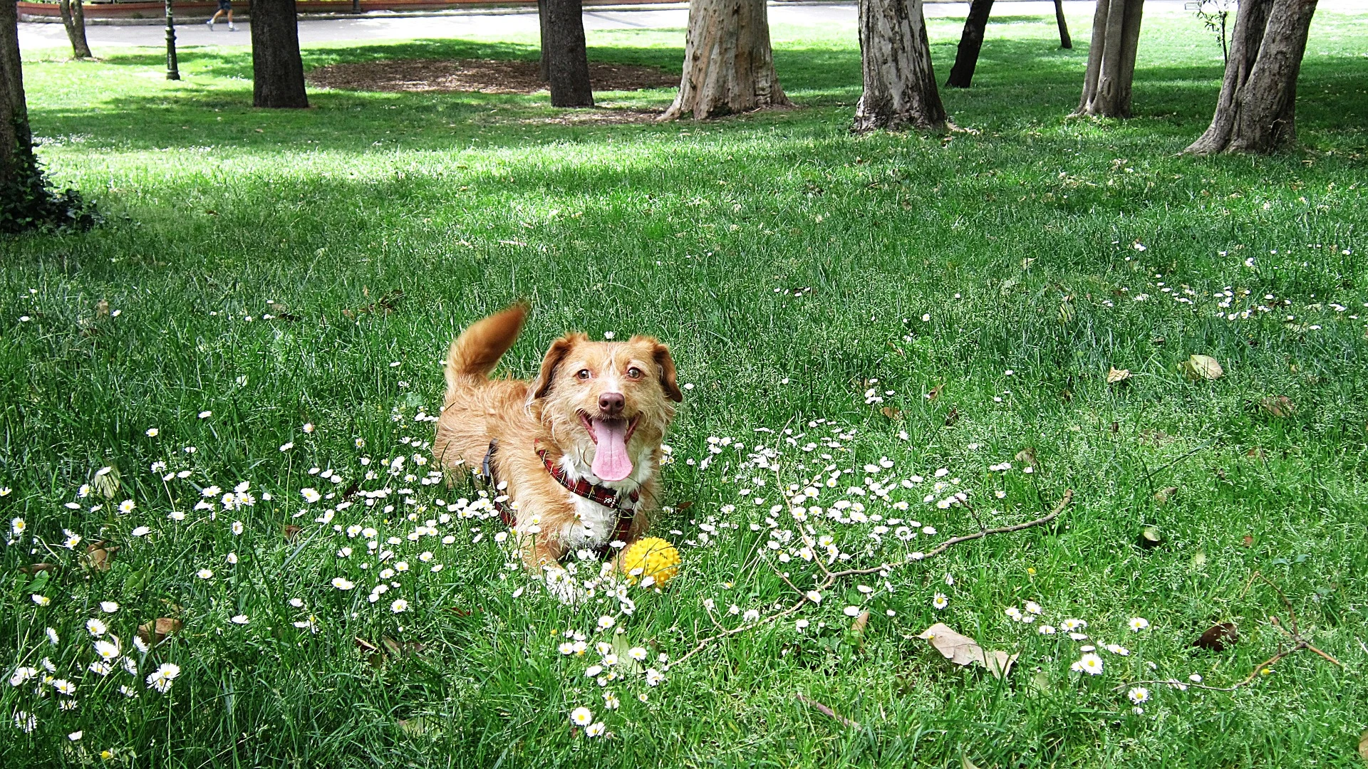 Perro [archivo]