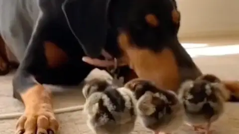 Perro cuidando a sus polluelos Perro cuidando a sus polluelos