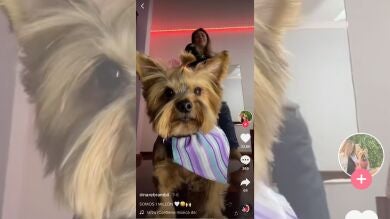 Lola, la perrita tiktoker que está enganchada a 'La Patrulla Canina'