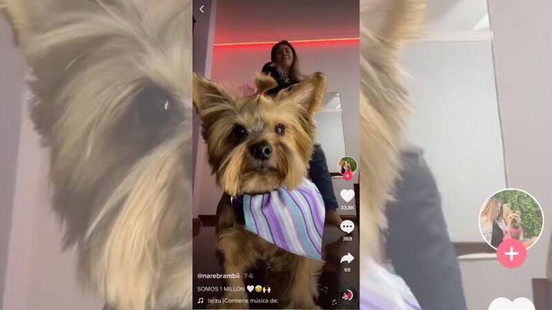 Lola, la perrita tiktoker que está enganchada a 'La Patrulla Canina'