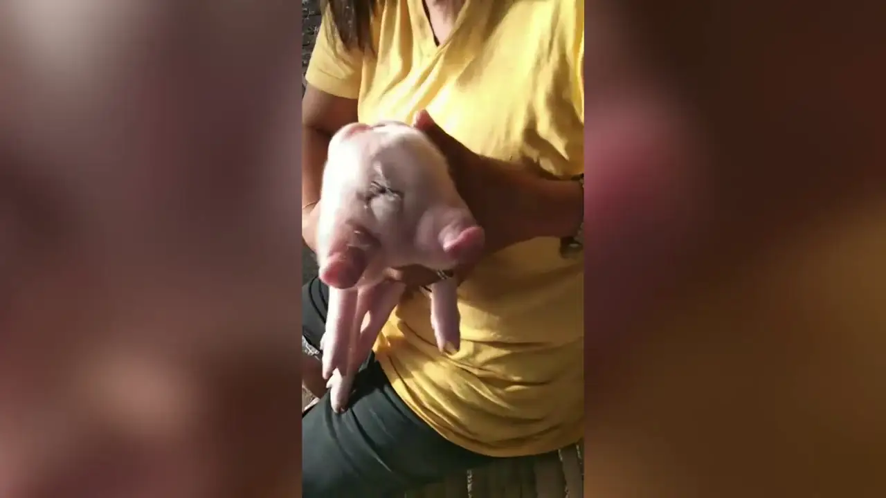Nace un cerdo con dos cabezas y tres ojos en Filipinas