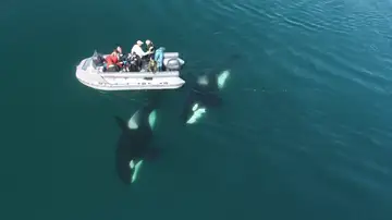 El impactante vídeo de un grupo de orcas nadando junto a un barco en Rusia