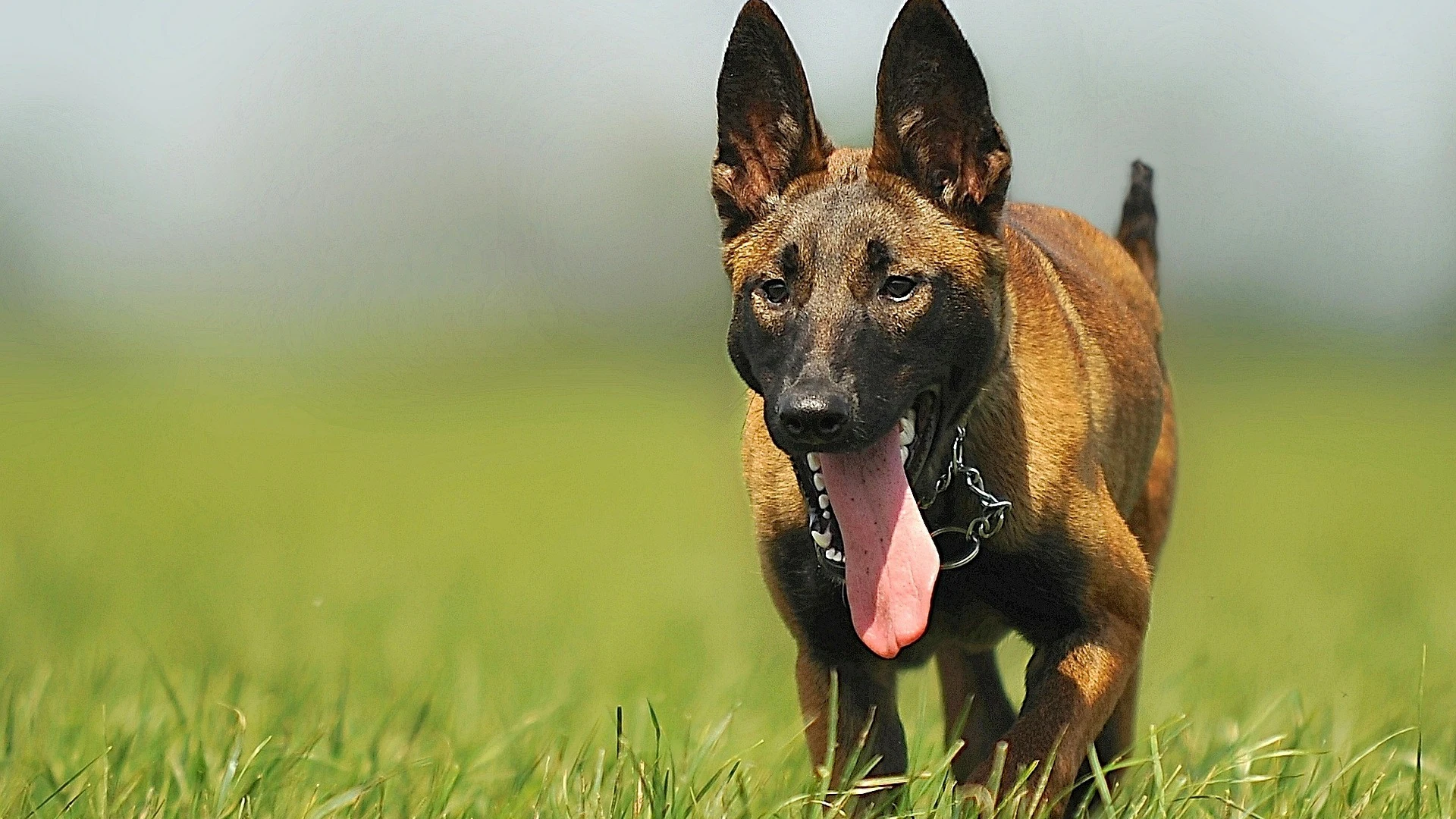 Perro [archivo]