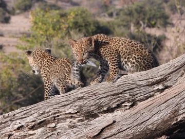 Consiguen grabar a una pareja de cachorros de leopardo jugando juntos mientras su madre no está presente