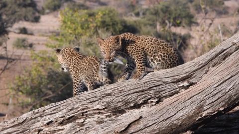 Consiguen grabar a una pareja de cachorros de leopardo jugando juntos mientras su madre no está presente