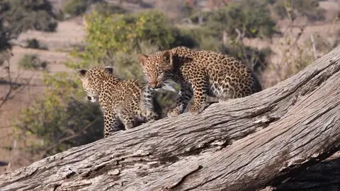 Consiguen grabar a una pareja de cachorros de leopardo jugando juntos mientras su madre no está presente Consiguen grabar a una pareja de cachorros de leopardo jugando juntos mientras su madre no está presente