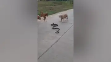 Tres perros se enfrentan a una serpiente pitón en Tailandia
