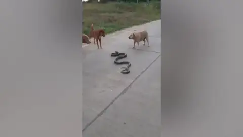 Tres perros se enfrentan a una serpiente pitón en Tailandia Tres perros se enfrentan a una serpiente pitón en Tailandia