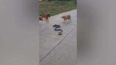 Tres perros se enfrentan a una serpiente pitón en Tailandia
