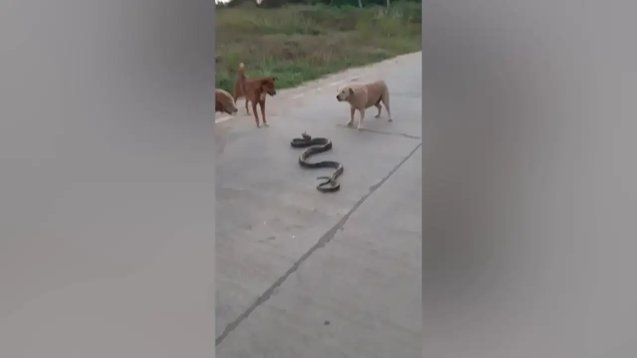 Tres perros se enfrentan a una serpiente pitón en Tailandia