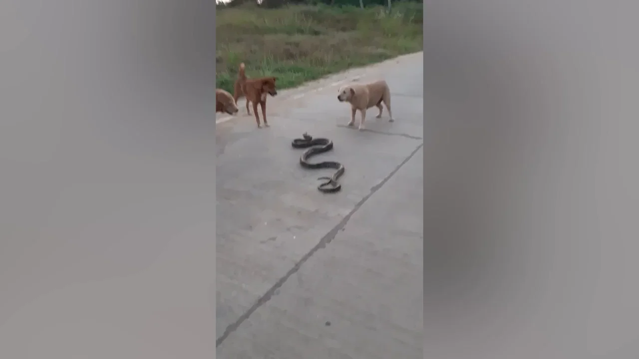 Tres perros se enfrentan a una serpiente pit&oacute;n en Tailandia