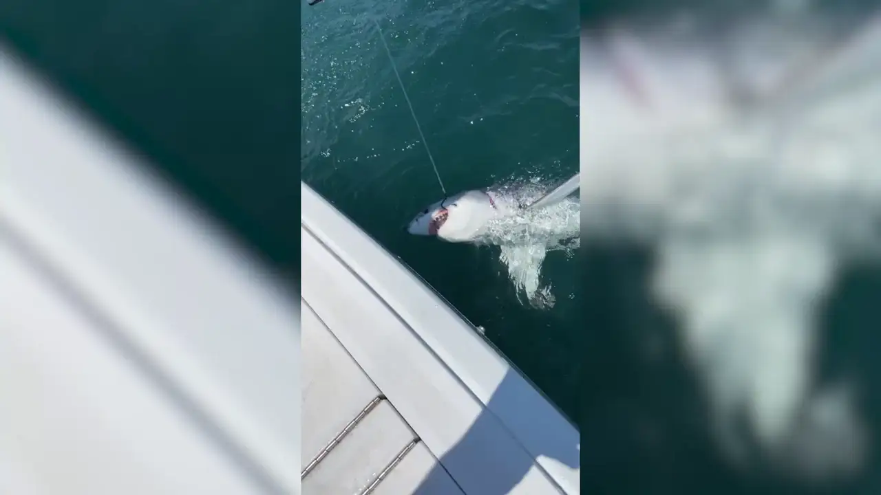 Este es el momento en que un pescador desprevenido atrapa un gran tiburón blanco de dos metros