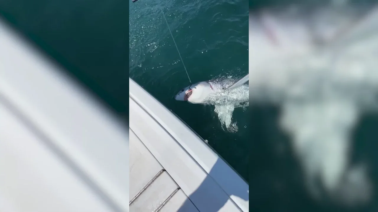 Este es el momento en que un pescador desprevenido atrapa un gran tibur&oacute;n blanco de dos metros