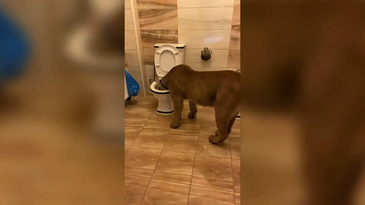 Un puma domesticado bebe agua del vater de su casa