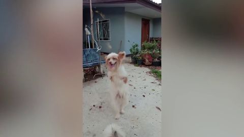 Un perro discapacitado aprende a andar con sólo dos piernas