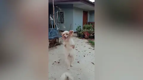 Un perro discapacitado aprende a andar con sólo dos piernas Un perro discapacitado aprende a andar con sólo dos piernas