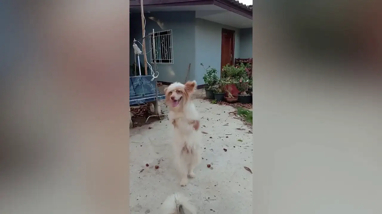 Un perro discapacitado aprende a andar con sólo dos piernas