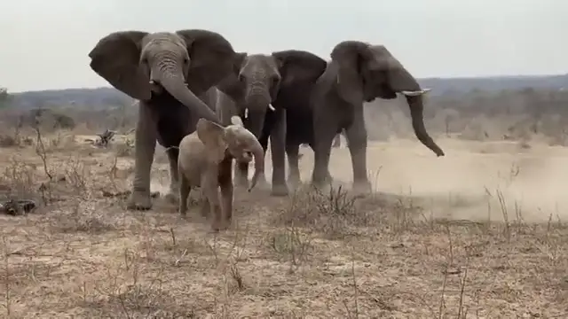 El conmovedor momento que un elefante albino huérfano es recibido por su nueva manada