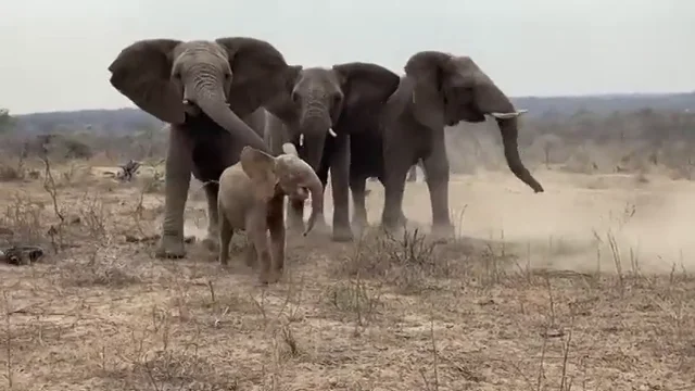 El conmovedor momento que un elefante albino hu&eacute;rfano es recibido por su nueva manada