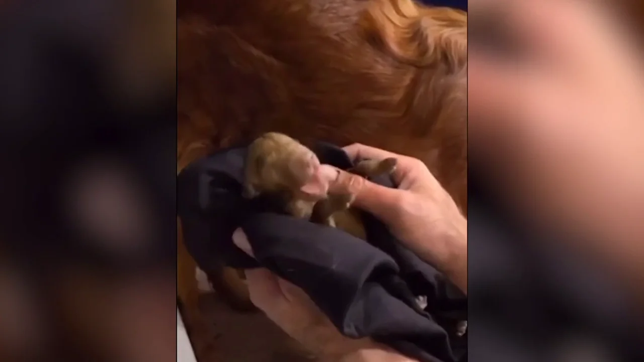 Este cachorro nació practicamente muerto pero lograron resucitarlo