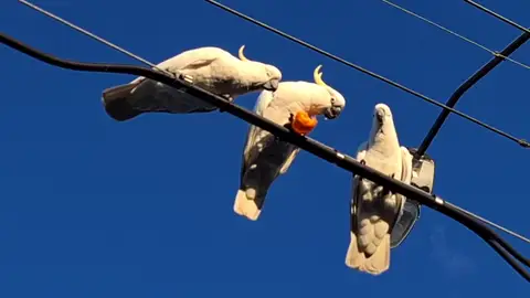 Adorable moment three cockatoos squabble over an orange in Australia Adorable moment three cockatoos squabble over an orange in Australia
