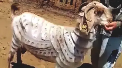 Cabra con un corte de pelo especial Cabra con un corte de pelo especial