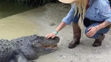 Acariciando a un cocodrilo