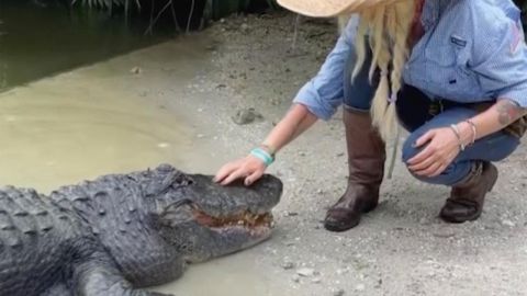 Acariciando a un cocodrilo