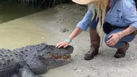 Acariciando a un cocodrilo Acariciando a un cocodrilo