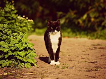 Gato [archivo]