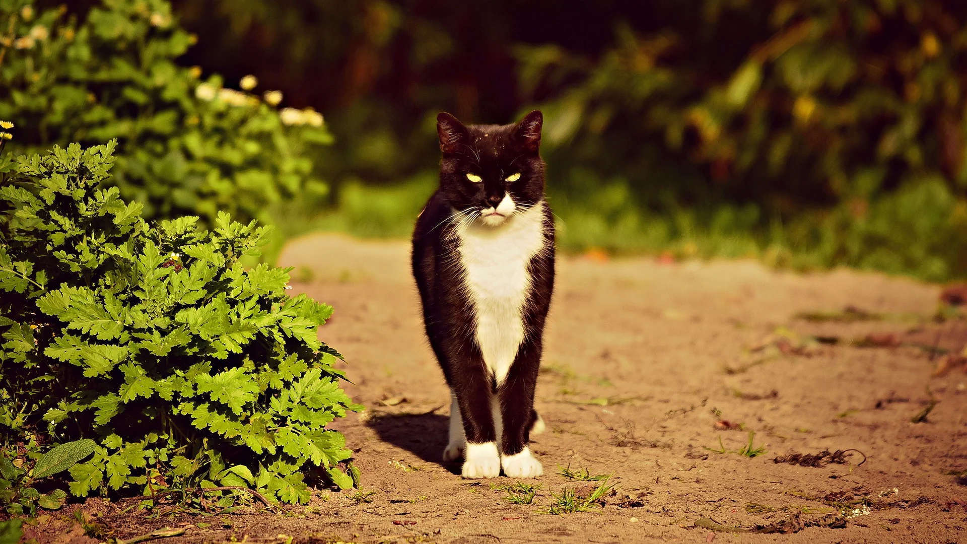 Gato [archivo]