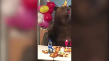 Celebran el cumpleaños de un oso amaestrado y termina sembrando el caos