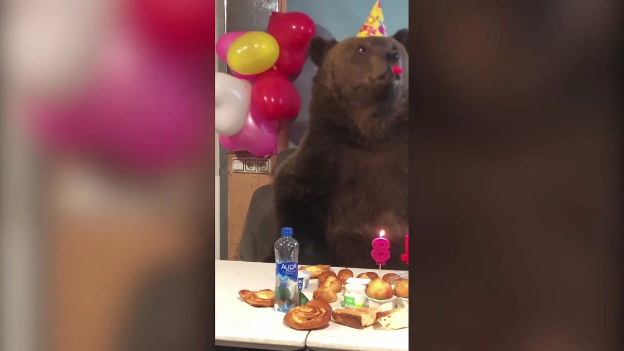 Celebran el cumpleaños de un oso amaestrado y termina sembrando el caos