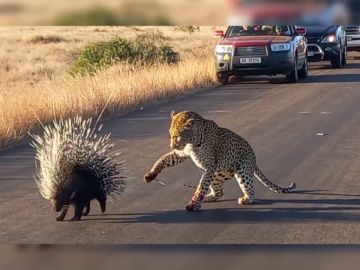 Un leopardo hambriento intenta comerse a un puercoespín pero sale perdiendo