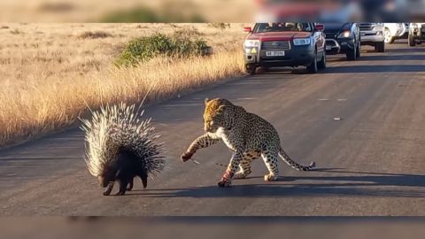 Un leopardo hambriento intenta comerse a un puercoespín pero sale perdiendo