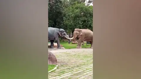 Un elefante ataca una escultura al considerarla un rival amoroso Un elefante ataca una escultura al considerarla un rival amoroso