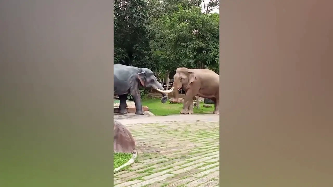 Un elefante ataca una escultura al considerarla un rival amoroso