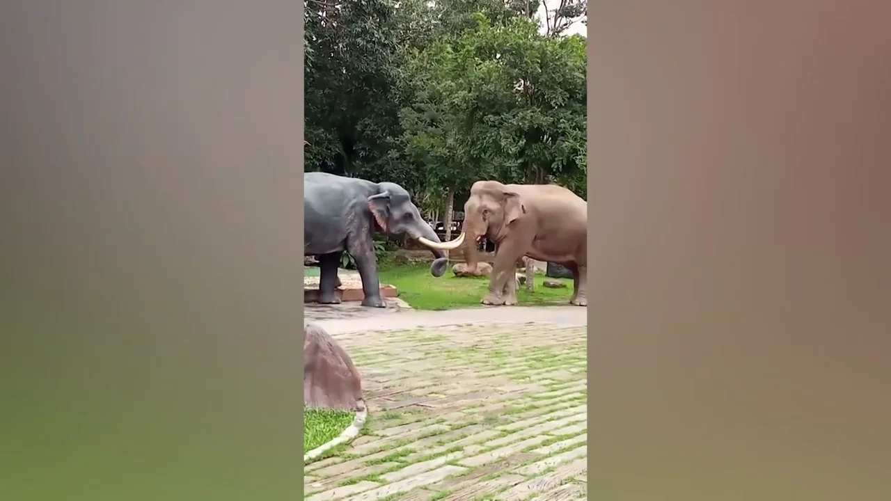 Un elefante ataca una escultura al considerarla un rival amoroso Un elefante ataca una escultura al considerarla un rival amoroso