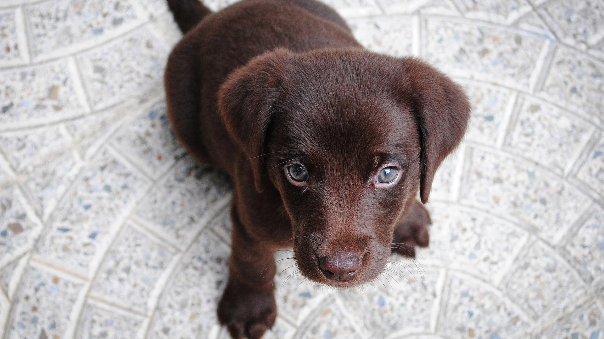 Perro [archivo]