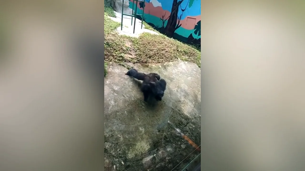Un chimapanc&eacute; se vuelve viral por imitar a un turista haciendo flexiones