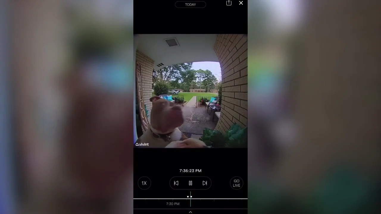 Este ingenioso perro llama al timbre para que le dejen entrar en casa