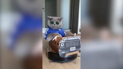 Este gato ha hecho del robot aspirador de su familia su coche particular Este gato ha hecho del robot aspirador de su familia su coche particular