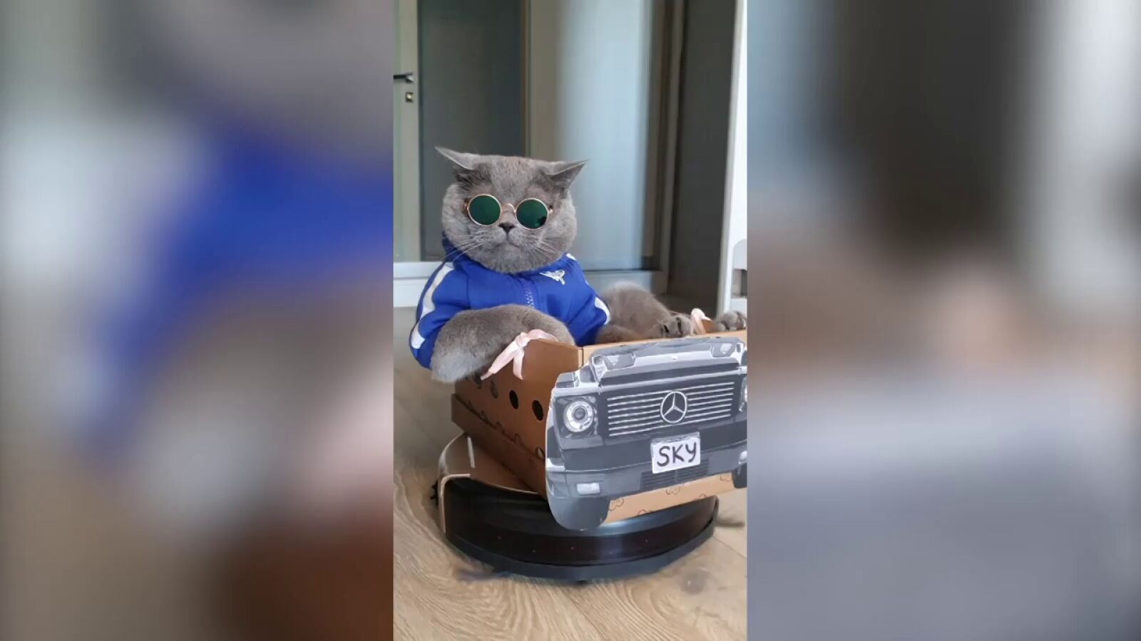 Este gato usa el robot aspirador de su familia como su coche particular