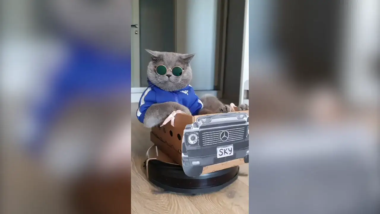 Este gato ha hecho del robot aspirador de su familia su coche particular